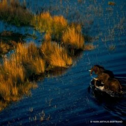 GUERLAIN Aqua Allegoria Mandarine Basilic Forte -Mode Parfums Magasin guerlain aqua allegoria mandarine basilic forte eau de parfum rechargeable pour femme 4