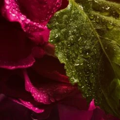 GUERLAIN La Petite Robe Noire Absolue -Mode Parfums Magasin guerlain la petite robe noire absolue eau de parfum pour femme 3