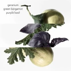 Hermès HERMÈS Colognes Collection Eau De Basilic Pourpre -Mode Parfums Magasin hermes colognes collection eau de basilic pourpre eau de cologne mixte 2