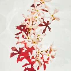 Hugo Boss BOSS Alive Parfum -Mode Parfums Magasin hugo boss boss alive parfum parfum pour femme 5