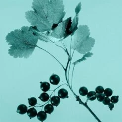 Tiffany & Co. Tiffany & Co. Sheer -Mode Parfums Magasin tiffany co tiffany co sheer eau de toilette pour femme 2