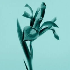 Tiffany & Co. Tiffany & Co. Sheer -Mode Parfums Magasin tiffany co tiffany co sheer eau de toilette pour femme 3