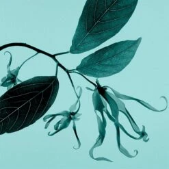 Tiffany & Co. Tiffany & Co. Sheer -Mode Parfums Magasin tiffany co tiffany co sheer eau de toilette pour femme 4